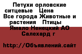 Петухи орловские ситцевые › Цена ­ 1 000 - Все города Животные и растения » Птицы   . Ямало-Ненецкий АО,Салехард г.